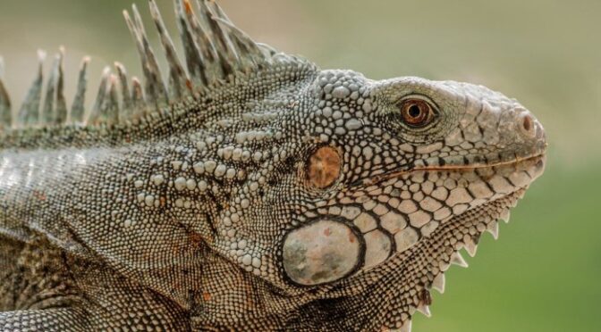 Pet Care Singapore Joo Chiat Road Is The New Hub For Pawrents