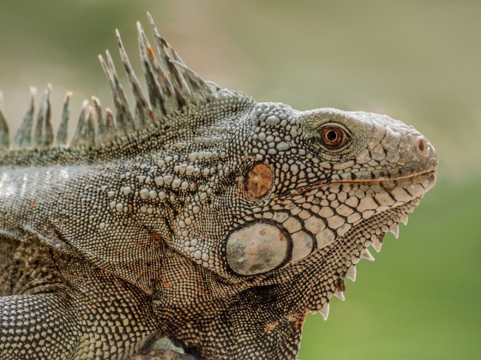 Free Images : wildlife, zoo, jungle, close, iguana, fauna, lizard ...