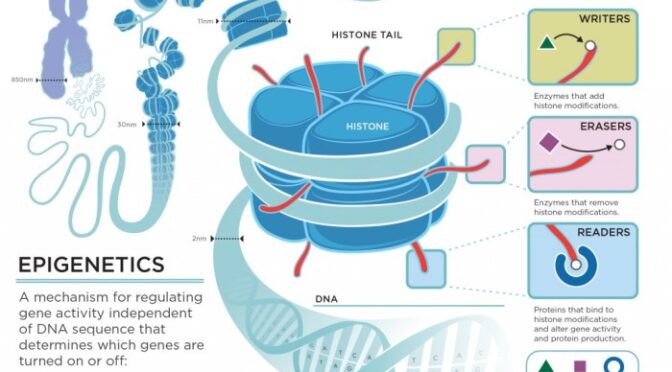 Epigenetic Drift Explains Why The Aging Intestine Becomes More Vulnerable To Cancer – News-medical