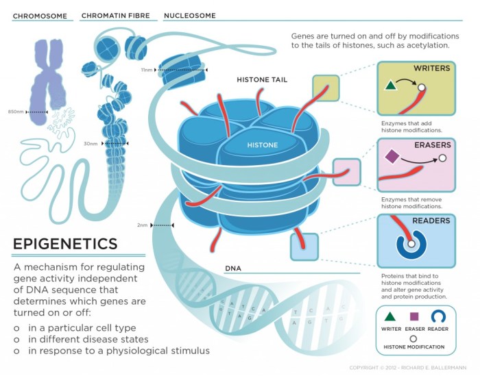 Epigenetic Nutritional Influence And Longevity Of Life | El Paso, Tx.