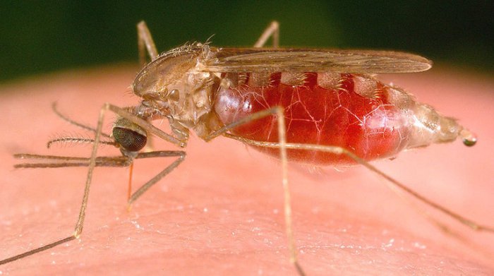 Malaria cases in Florida and Texas prompt CDC warning: What to know