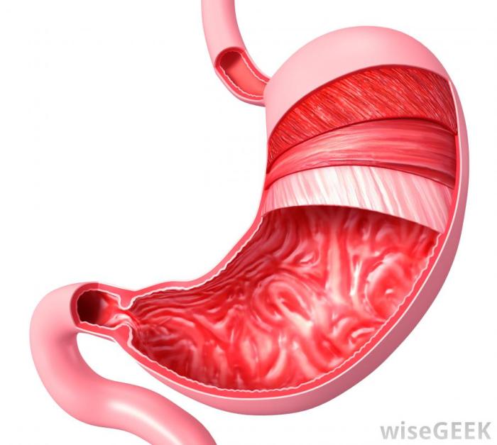 Human Digestive System Stomach with Small Intestine Anatomy Stock Photo ...