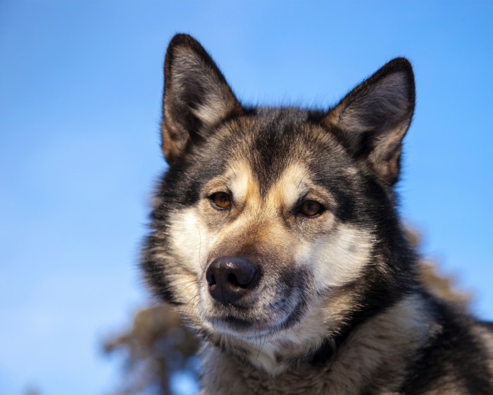 Free Images : animal, canine, wolf, harness, vertebrate, dog breed ...