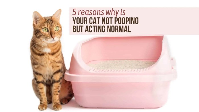 5 Reasons Why Is Your Cat Not Pooping But Acting Normal