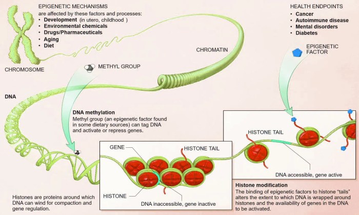 Epigenetic mechanisms elicited by nutrition in early life | Nutrition ...