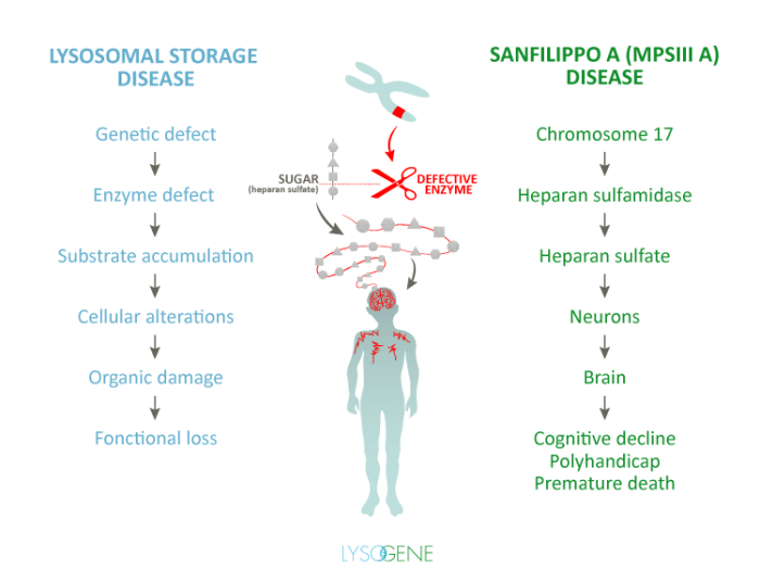 How one family went from a devastating Sanfilippo diagnosis to ...