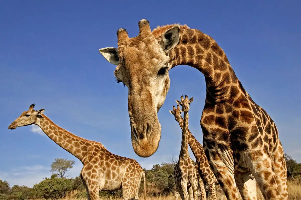 Stranded, stressed' giraffes in Kenya relocated as habitats encroached