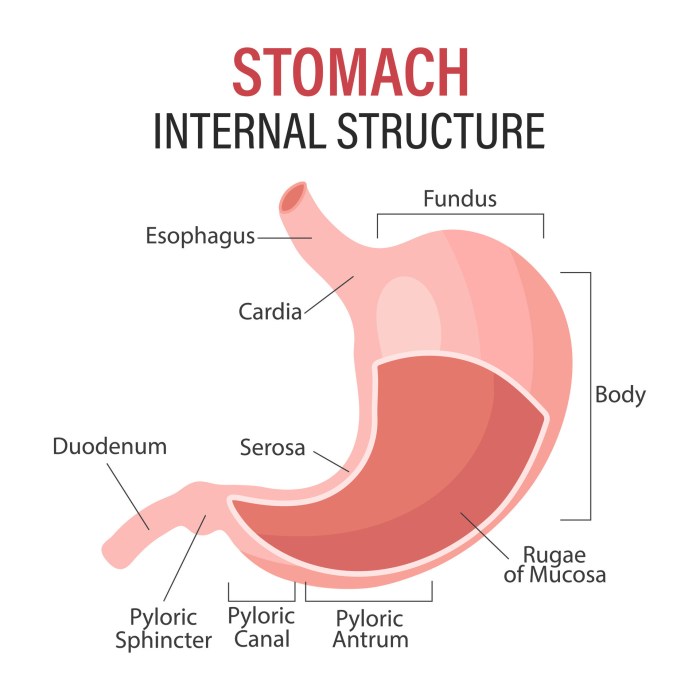 Anatomy of the human stomach, medical poster with detailed diagram of ...