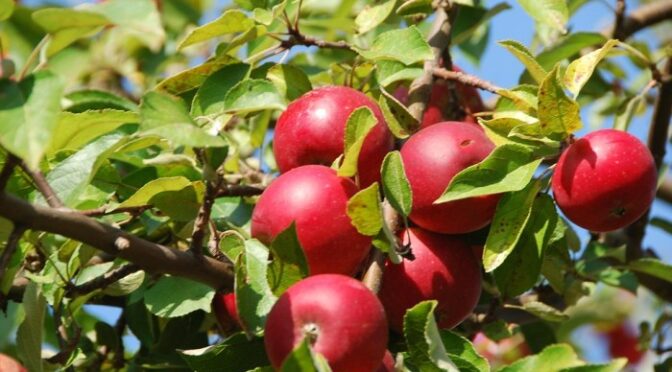 Apple Is Reportedly Working On Touch-Sensitive Cases For Future Iphone Pros