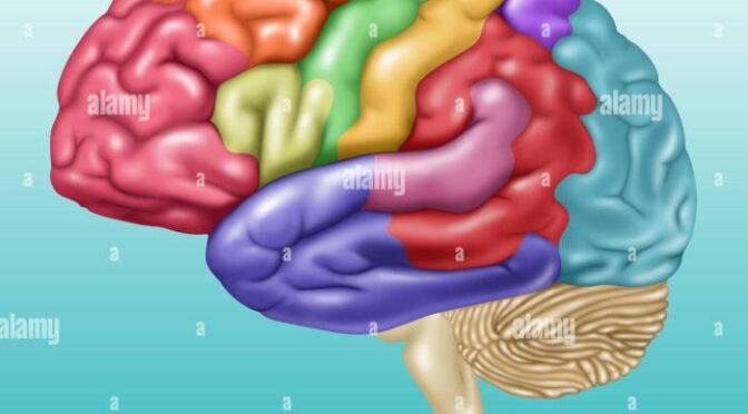 Brain Training Exercises Conicet Scientists Created A Free Website To Stimulate Cognitive Functions.