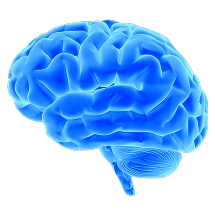 Brain PNG