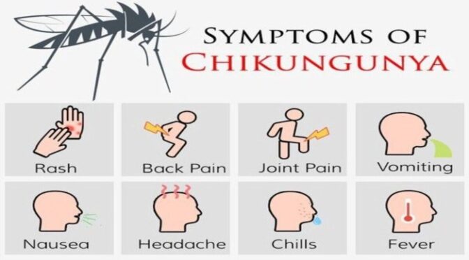 Chikungunya in Cuba Spreads Exported to Dominican Republic.