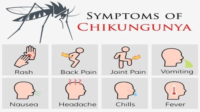 Chikungunya: What are the symptoms; all you need to know - India Today