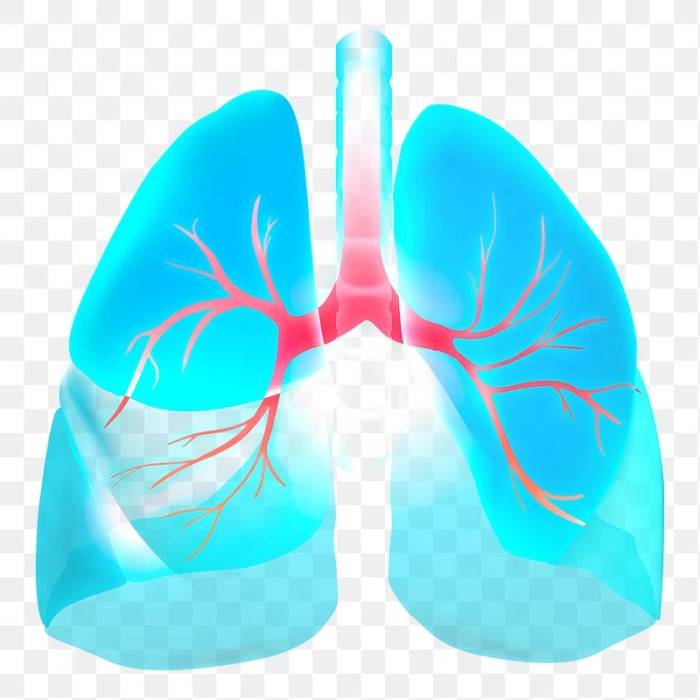 Lung Cancer PNG Images | Free Photos, PNG Stickers, Wallpapers ...
