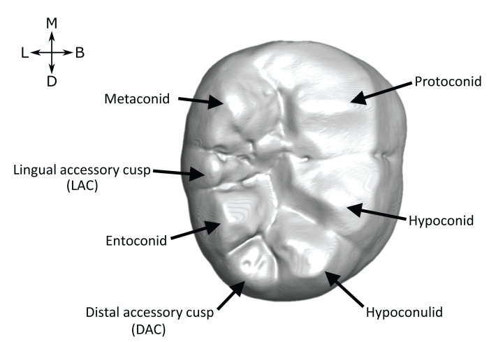 Accessory cusp expression at the enamel-dentine junction of hominin ...