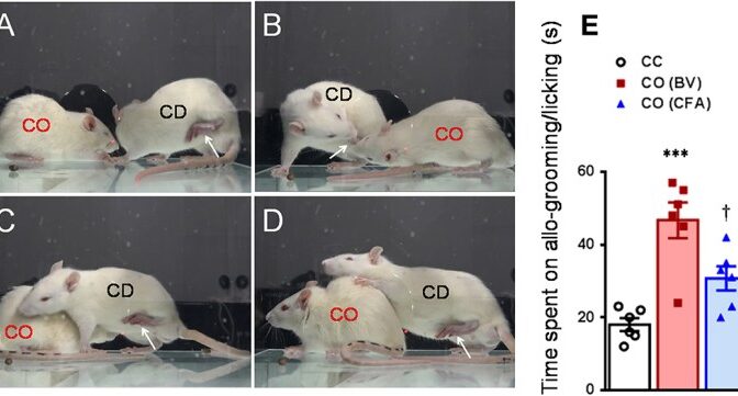Rat Exploring Biology, Behavior, and History of Rodents