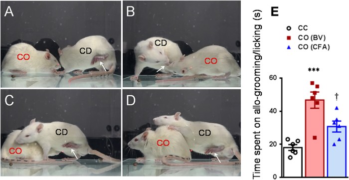Discover the Fascinating External Anatomy of Rats: A Comprehensive Guide