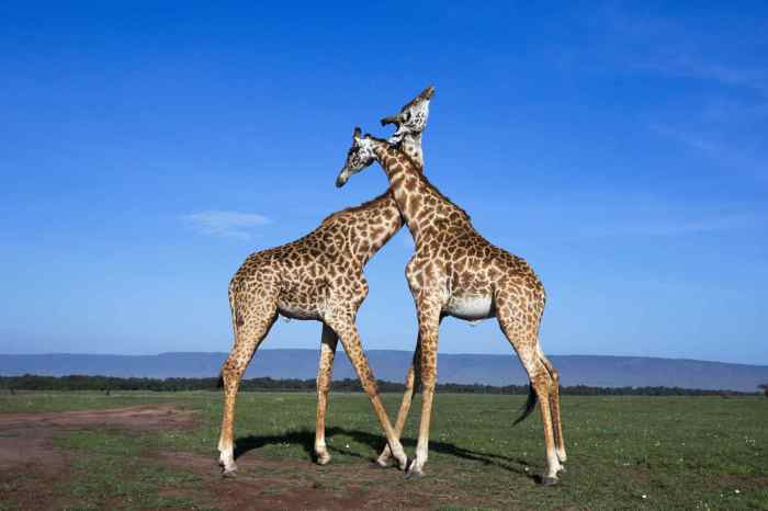 Are Giraffes Endangered? Conservation Status, Threats