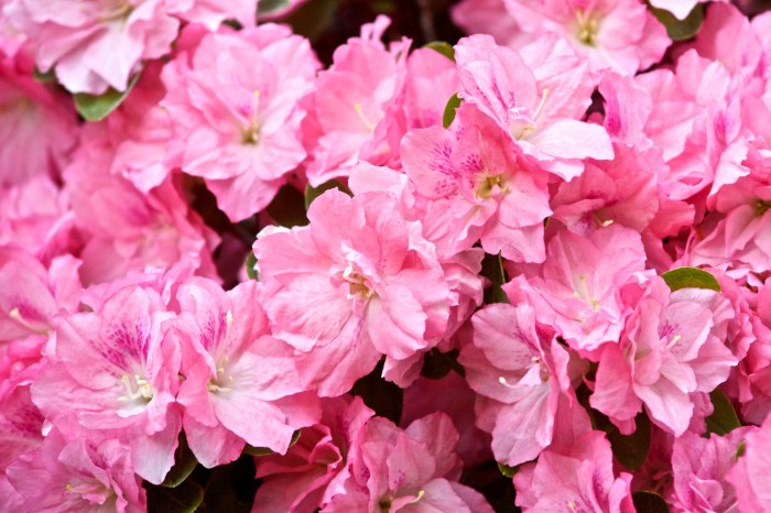 Hybrid Azalea Rhododendron Free Stock Photo - Public Domain Pictures