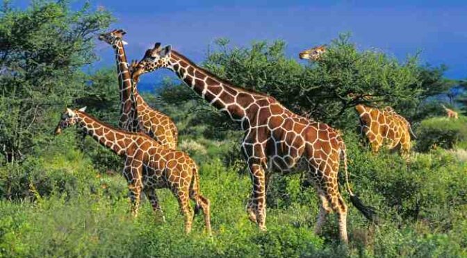 Stranded, Stressed’ Giraffes In Kenya Relocated As Habitats Encroached
