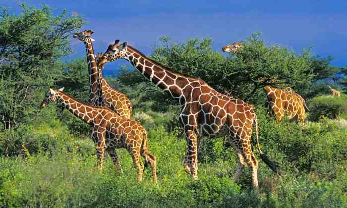 Giraffes spend their evenings humming to each other | New Scientist