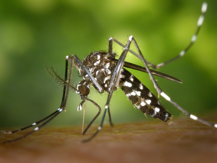 Chikungunya - Causes, Symptoms, Diagnosis, Treatment. FAQs