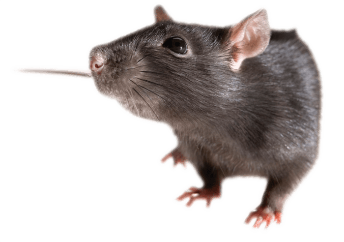 Rat
