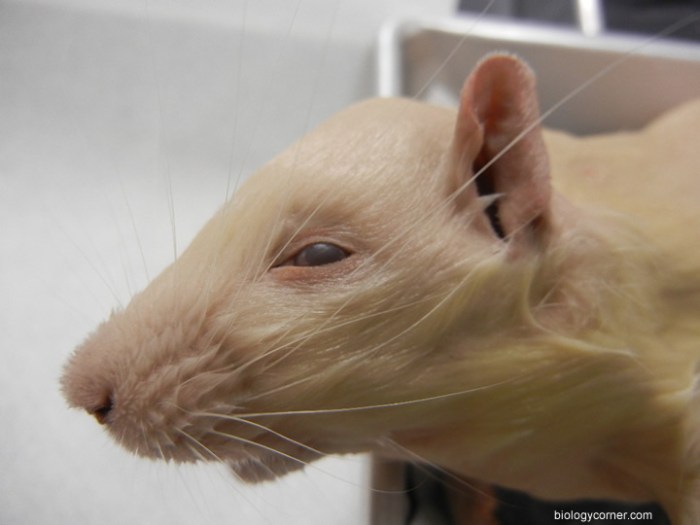 Rat Dissection 02