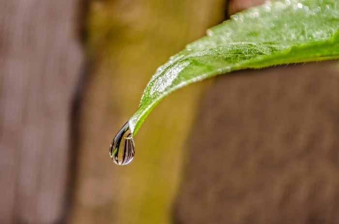 Water Drop On The Leaf Free Stock Photo - Public Domain Pictures