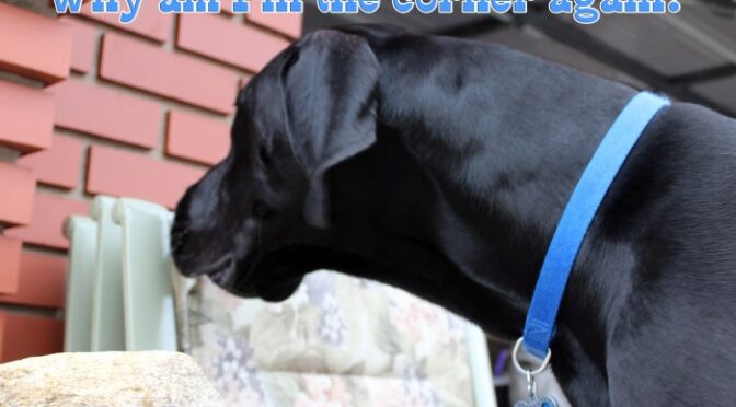 Why the Trumpet A Journey Through Sound and History