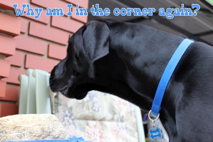 La spacciatrice di libri: |Recensione| La ragazza nella torre di ...